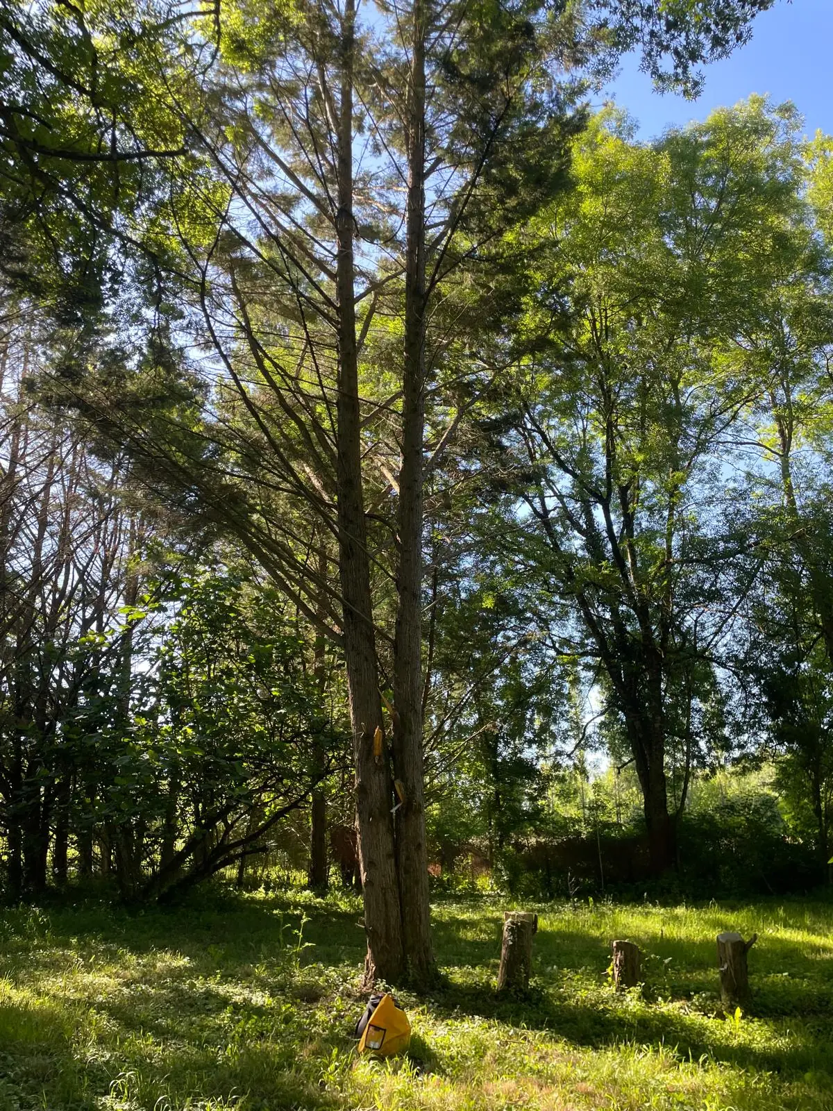 Grand conifère à deux troncs dans un pré ensoleillé, un sac jaune à son pied, le hauban à peine visible haut dans la couronne