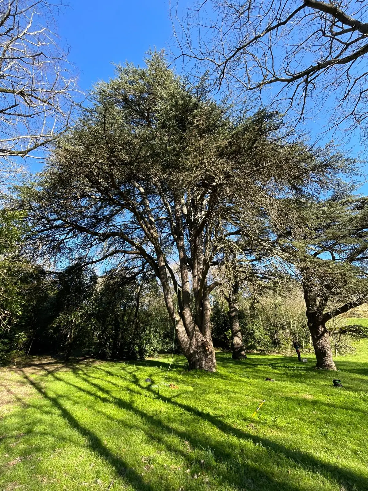 Grand cèdre étalé au soleil dans un parc, longues ombres sur l’herbe, ciel bleu