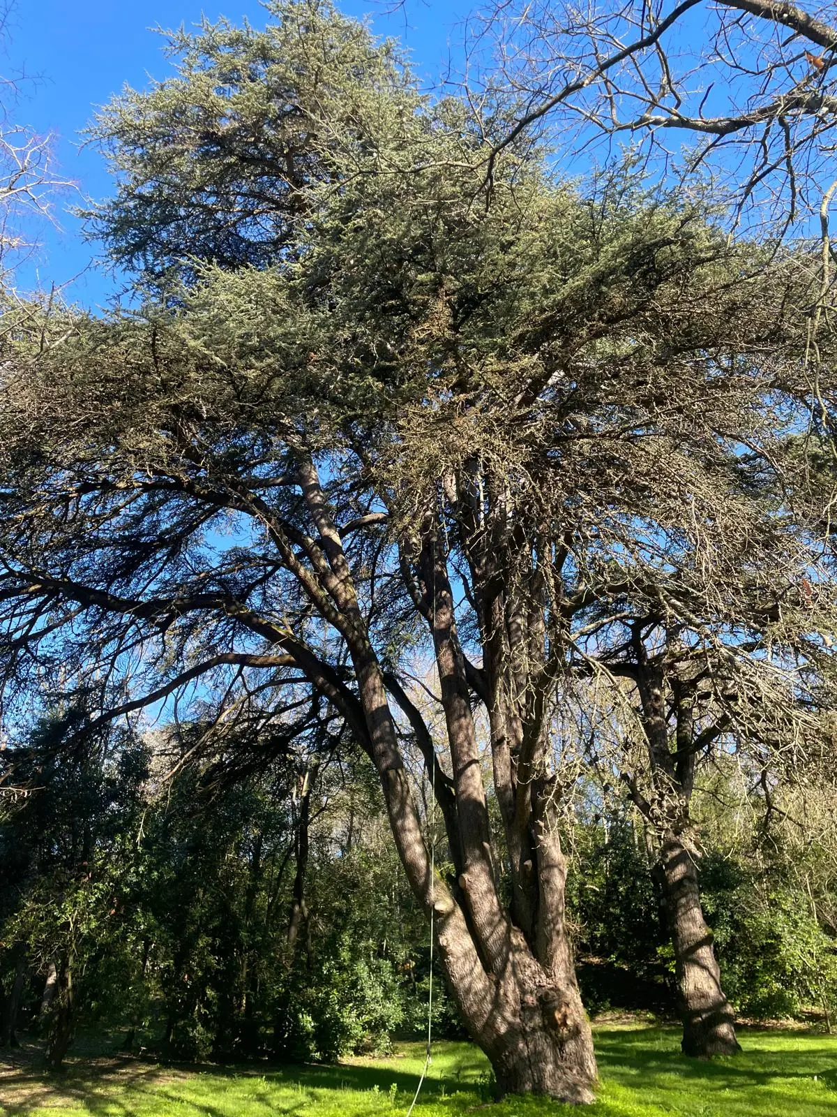 Grand cèdre aux troncs multiples et à la ramure étalée, ciel bleu
