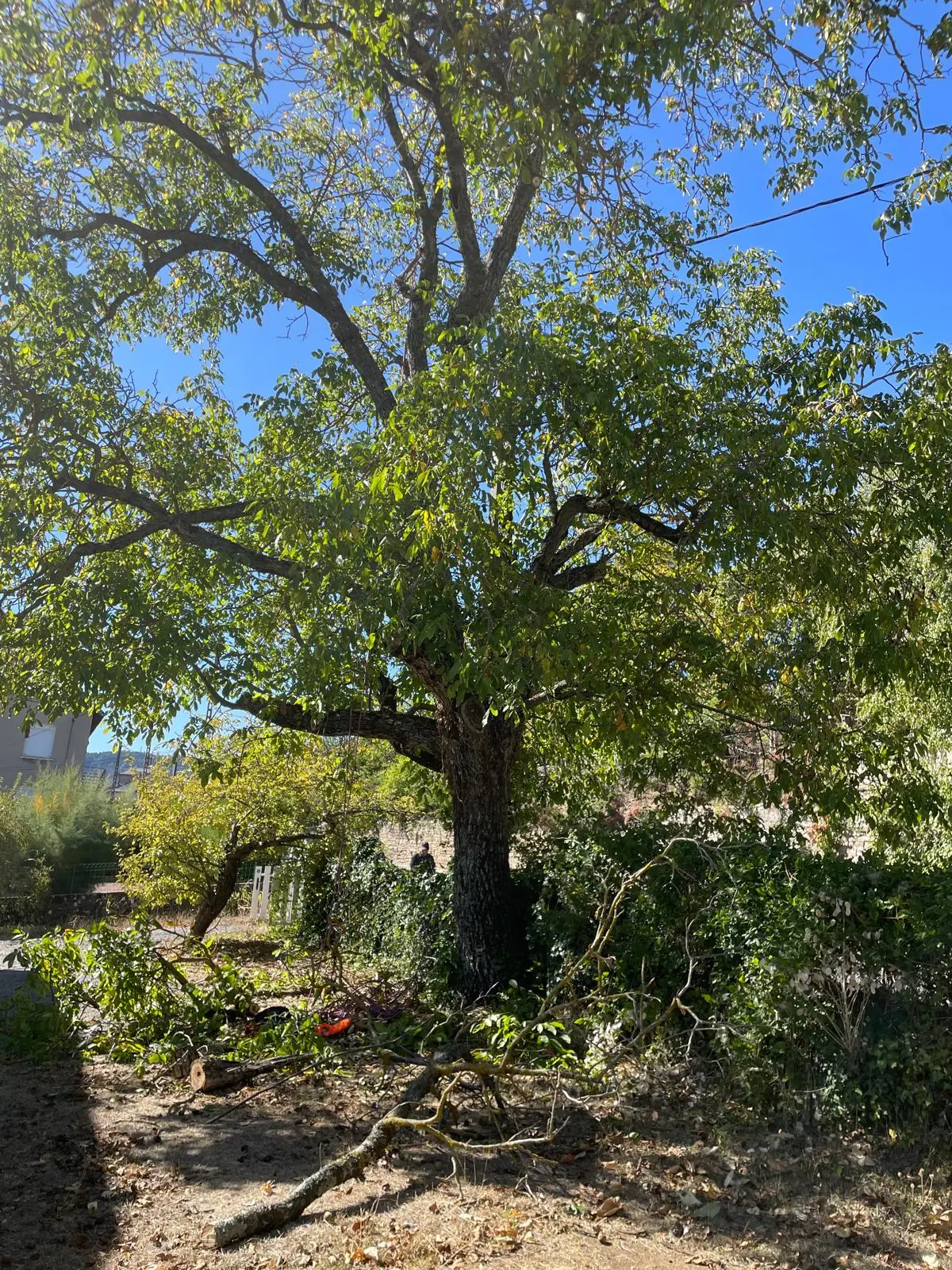 Grand feuillu dans un jardin, branches coupées étendues au sol à son pied, ciel bleu