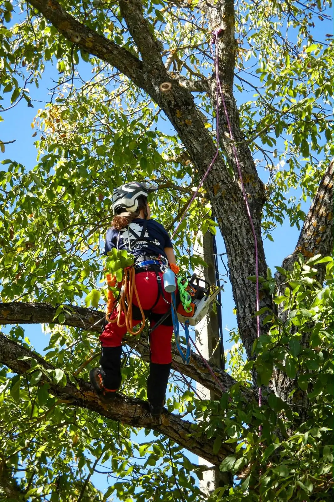 Élagueuse debout sur une branche de noyer, tronçonneuse accrochée au harnais, ciel bleu