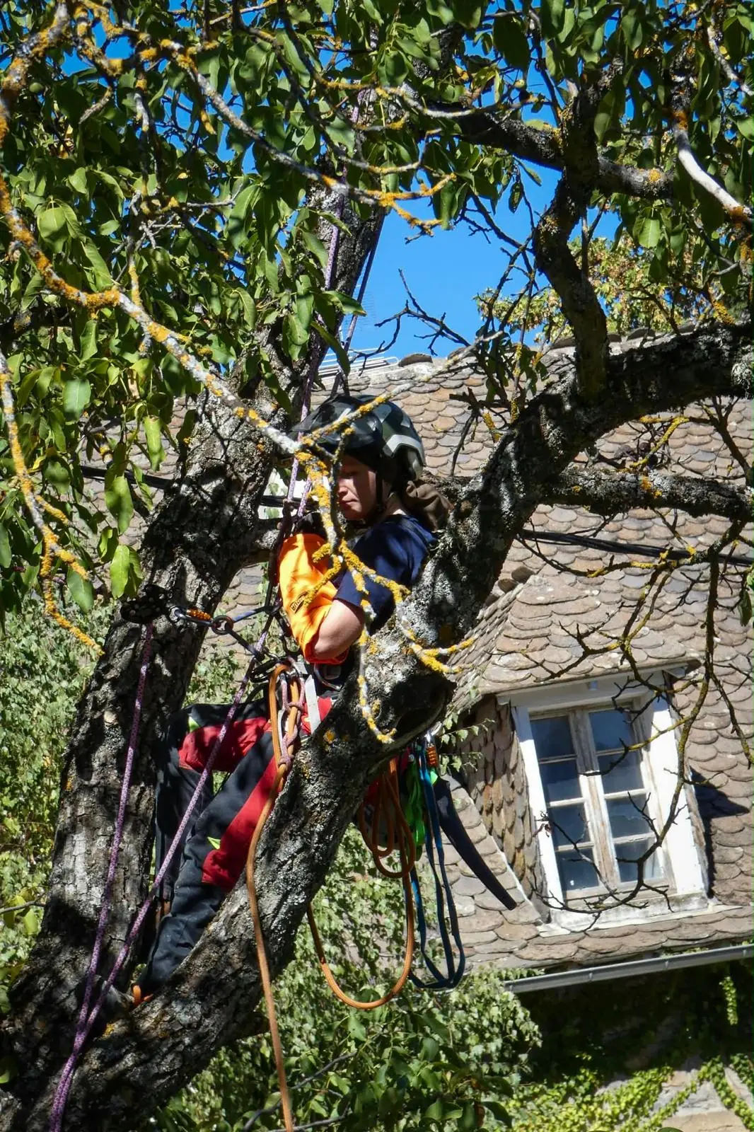 Élagueuse dans un noyer dont les branches frôlent le toit et la lucarne d’une maison