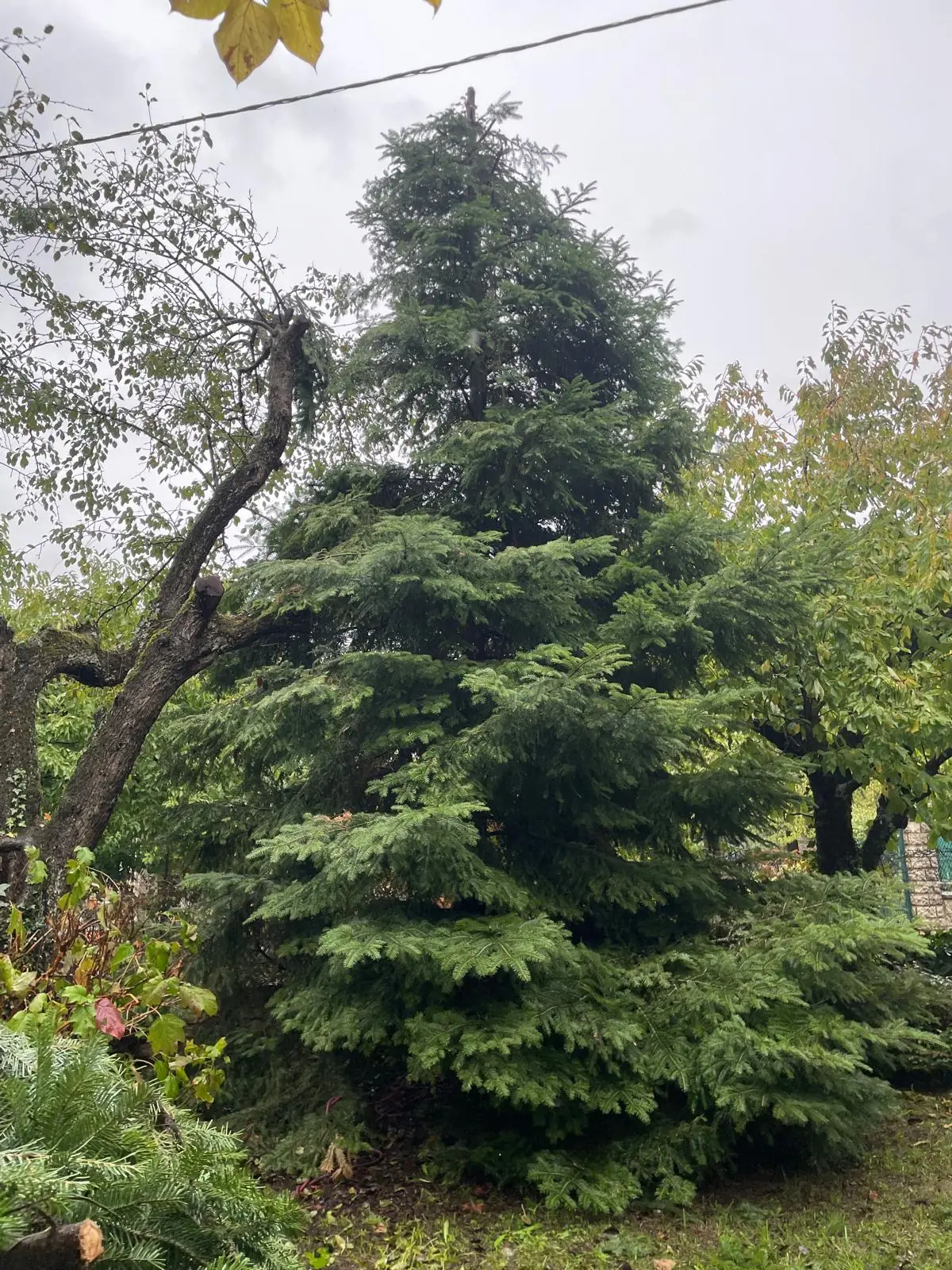 Le sapin intact, le feuillu penché raccourci à sa gauche