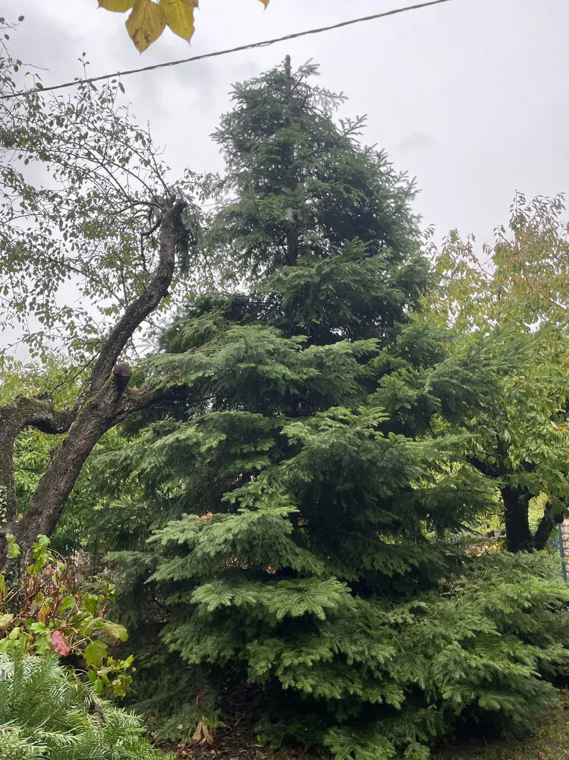 Le sapin intact, le feuillu penché raccourci à sa gauche
