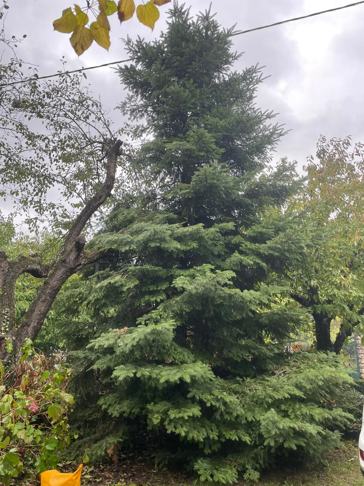Un feuillu au tronc penché à gauche d’un grand sapin, branches jusqu’au câble