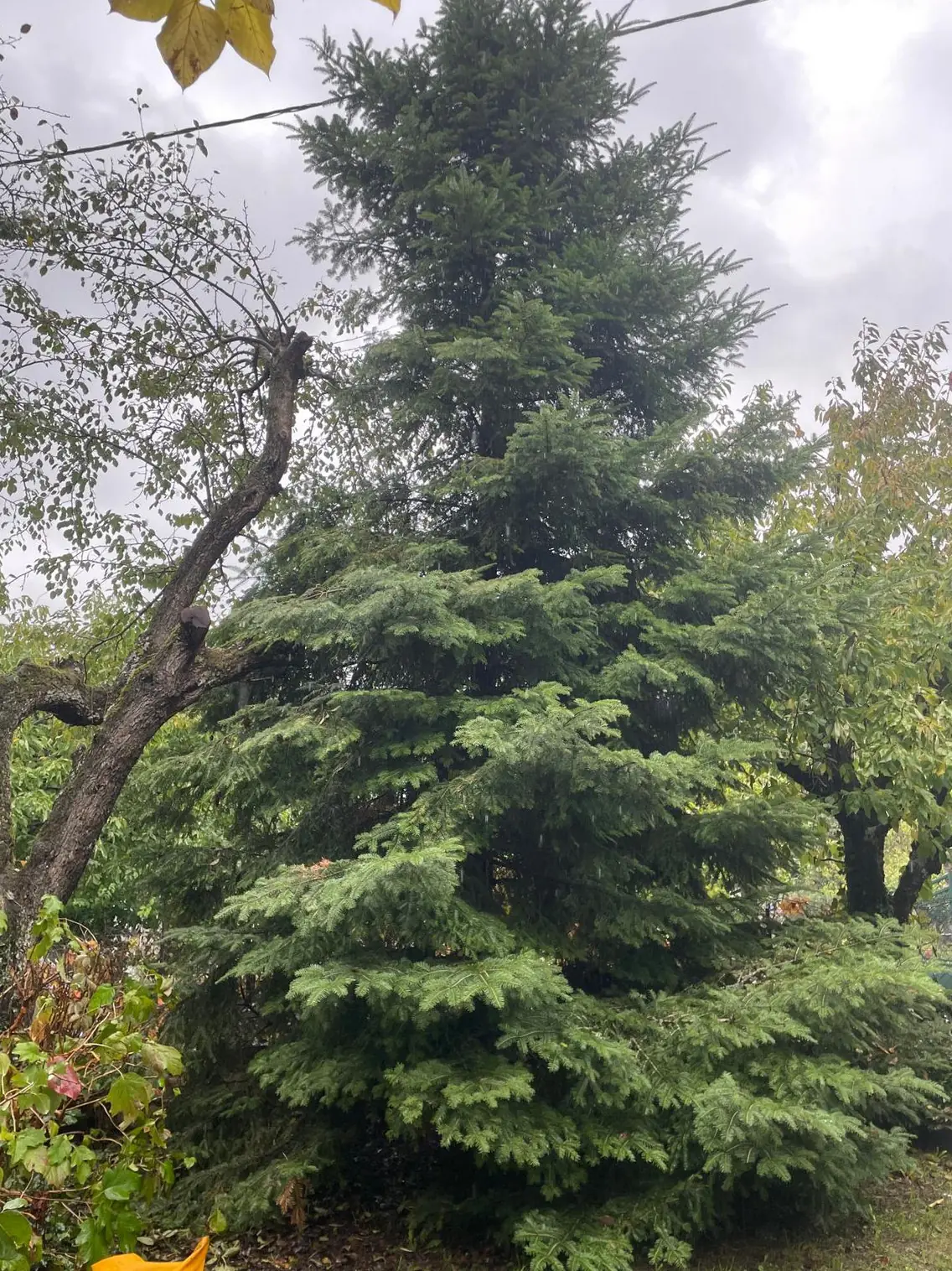 Un feuillu au tronc penché à gauche d’un grand sapin, branches jusqu’au câble