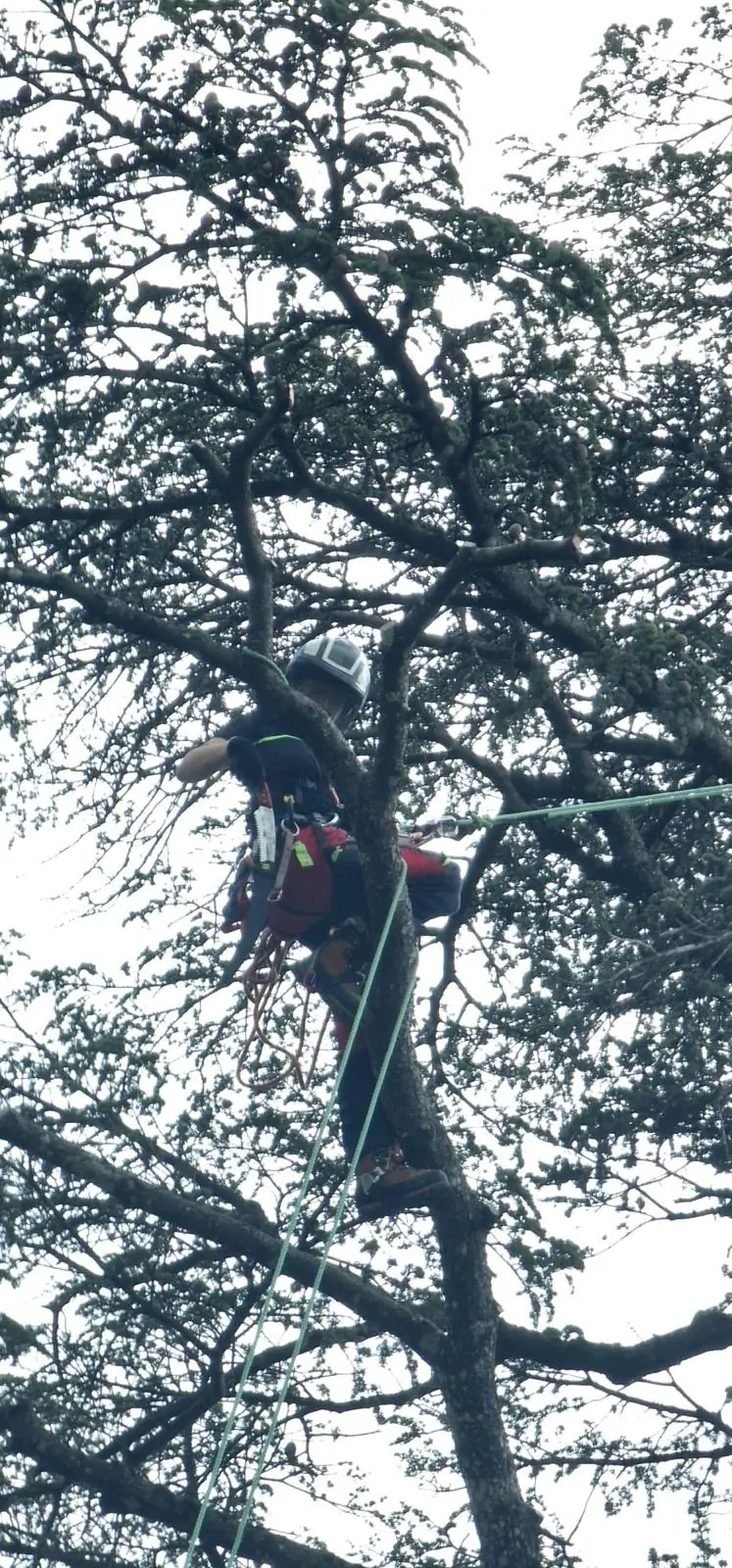 Silhouette d’une élagueuse au milieu des branches d’un cèdre, à contre-jour